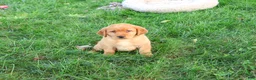 Labrador Retriever dogs for sale: Claudia - Ad 2