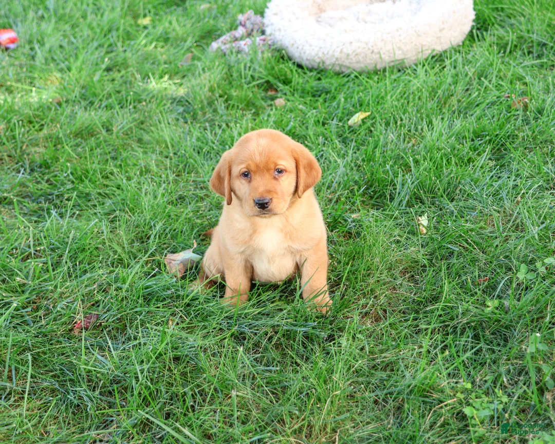 Labrador Retriever dogs for sale: Claudia - Ad 2