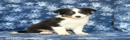 Shetland Sheepdog dogs for sale: Peanut  - Ad 4