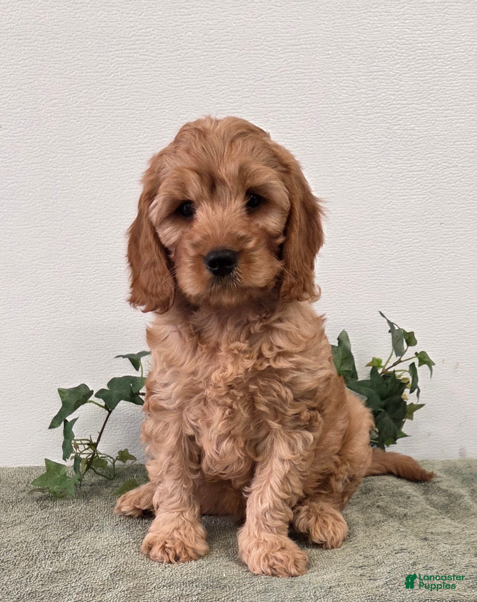 Cavapoo dogs Rusty  - Ad 1