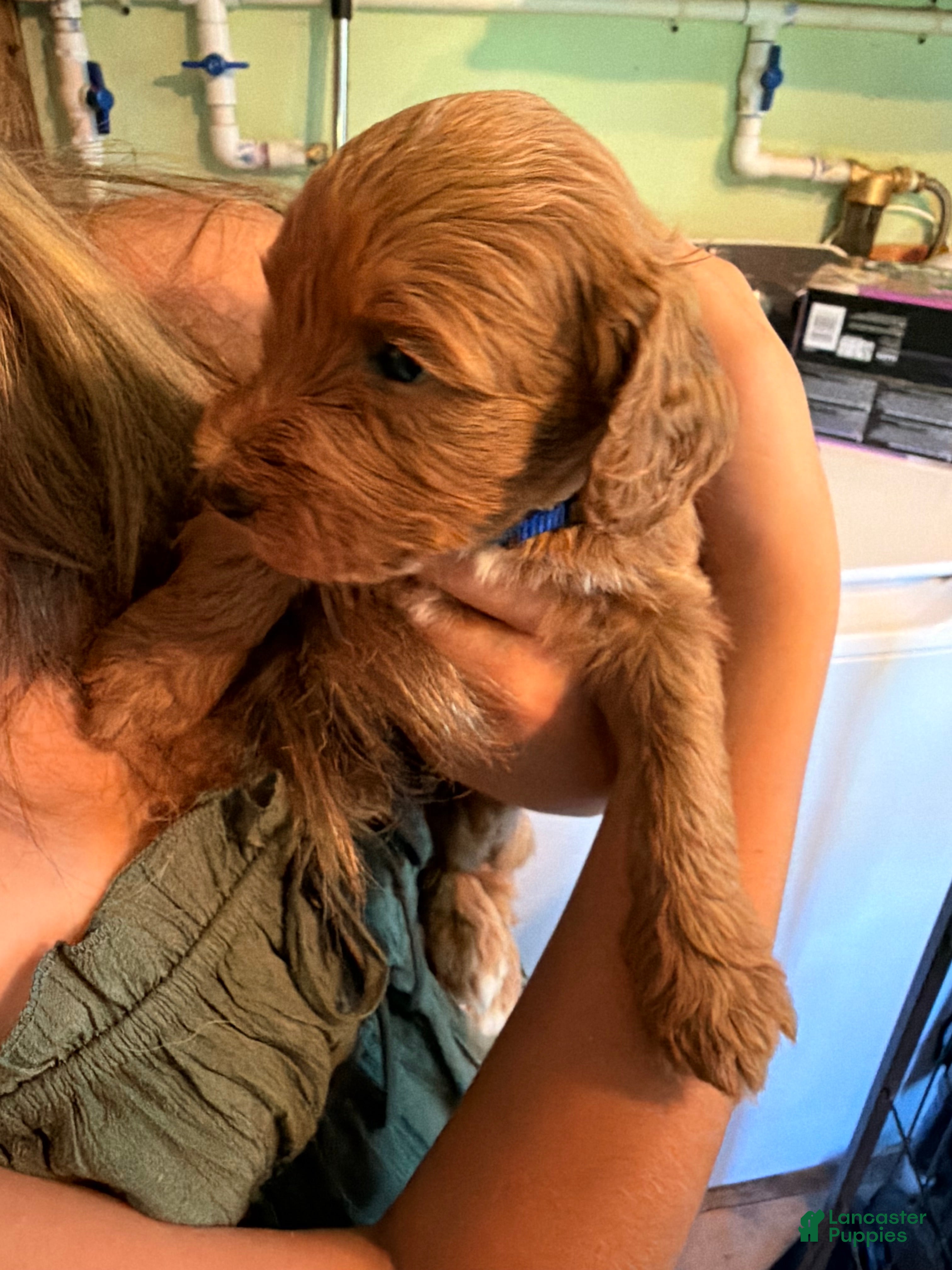 Goldendoodle dogs Maple - Ad 9