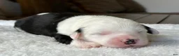 Sheepadoodle dogs for sale: Black & White Male 3 - Ad 4
