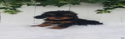Cavapoo dogs for sale: Callie  - Ad 4