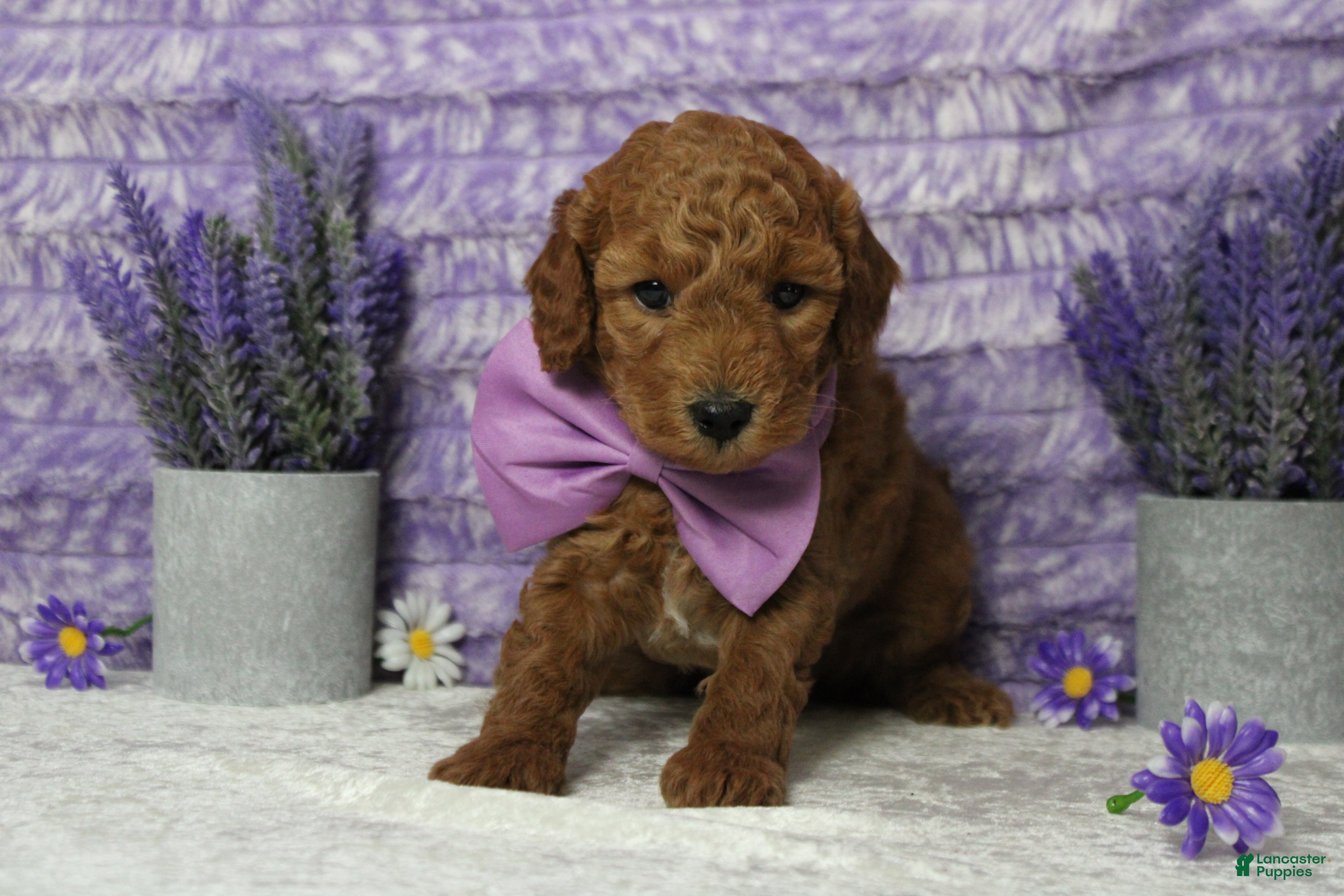 Mixed Breed dogs Seville - Ad 26