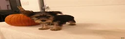 Yorkshire Terrier dogs for sale: Ruby - Ad 3