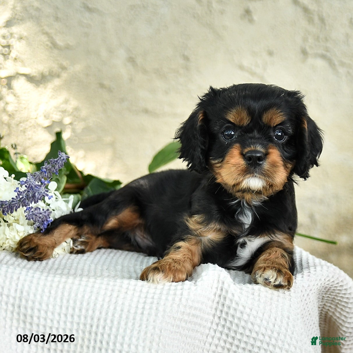 Cavalier King Charles Spaniel dogs Cody - Ad 2