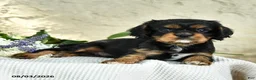 Cavalier King Charles Spaniel dogs for sale: Cody - Ad 2