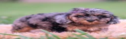 Toy Poodle dogs for sale: Jellybean AKC - Ad 4
