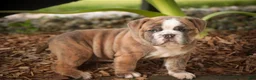 Mixed Breed dogs for sale: Delsie Victorian Bulldog - Ad 4