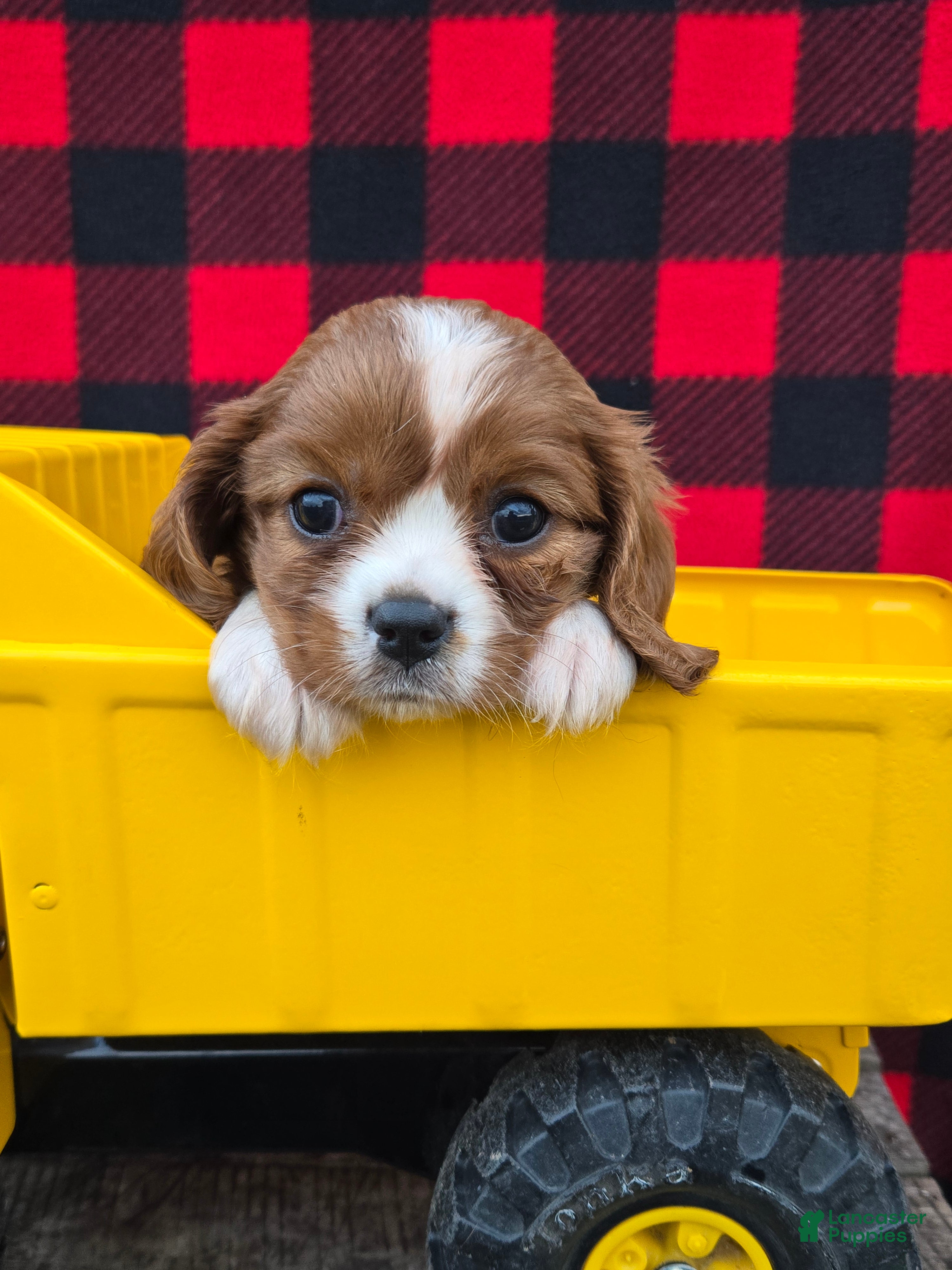 Cavalier King Charles Spaniel dogs Daisy - Ad 2