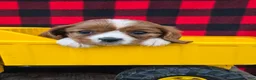 Cavalier King Charles Spaniel dogs for sale: Daisy - Ad 2