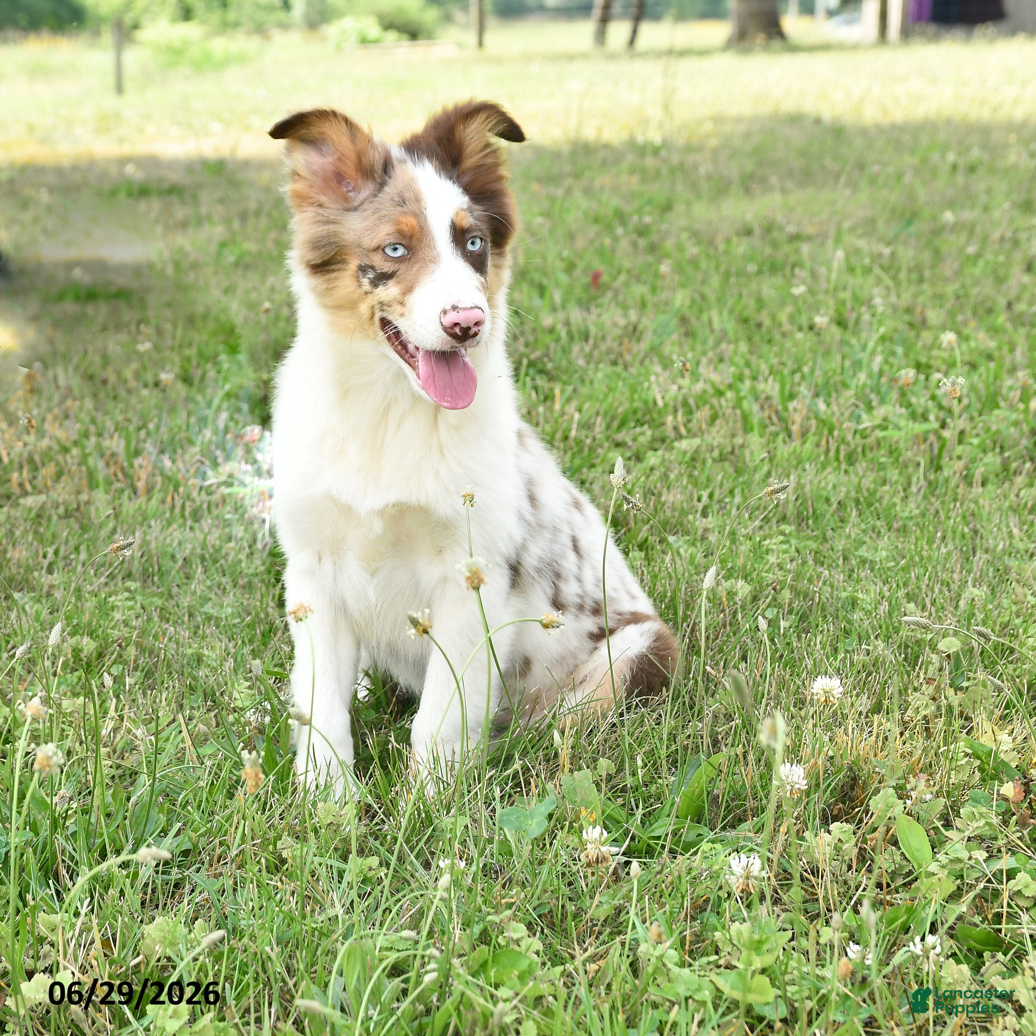 Miniature Australian Shepherd dogs Grover - Ad 1
