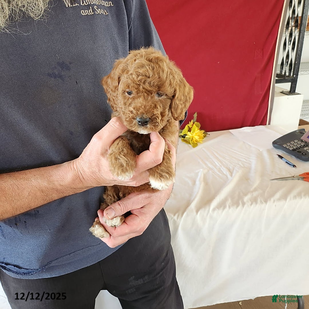Goldendoodle dogs for sale: Harvey - Ad 3