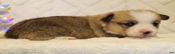 Welsh Corgi Pembroke dogs for sale: Blitzen Genetically CLEAR - Ad 2