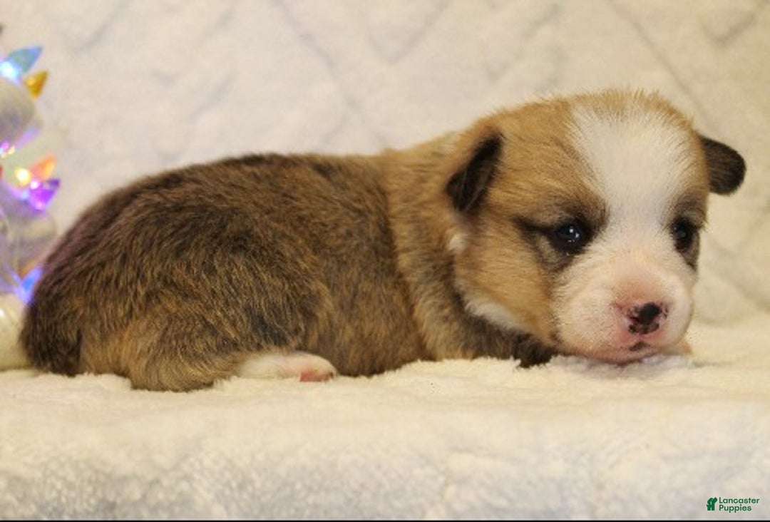 Welsh Corgi Pembroke dogs for sale: Blitzen Genetically CLEAR - Ad 2