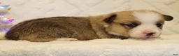 Welsh Corgi Pembroke dogs for sale: Elsa Genetically CLEAR - Ad 12