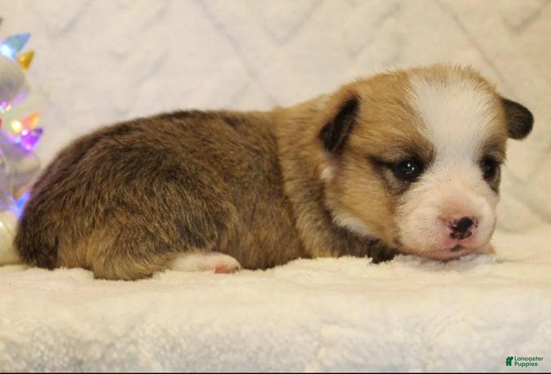 Welsh Corgi Pembroke dogs for sale: Elsa Genetically CLEAR - Ad 12