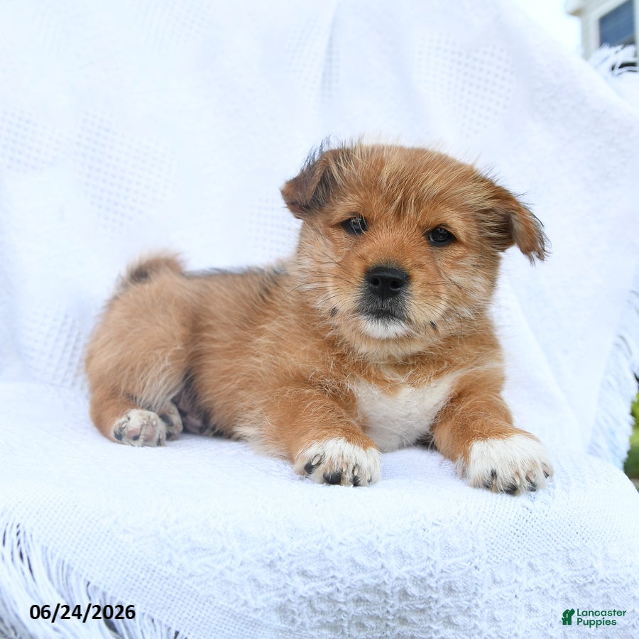Shiba Inu dogs Ranger  - Ad 1
