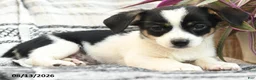 Mixed Breed dogs for sale: Ranger - Ad 5