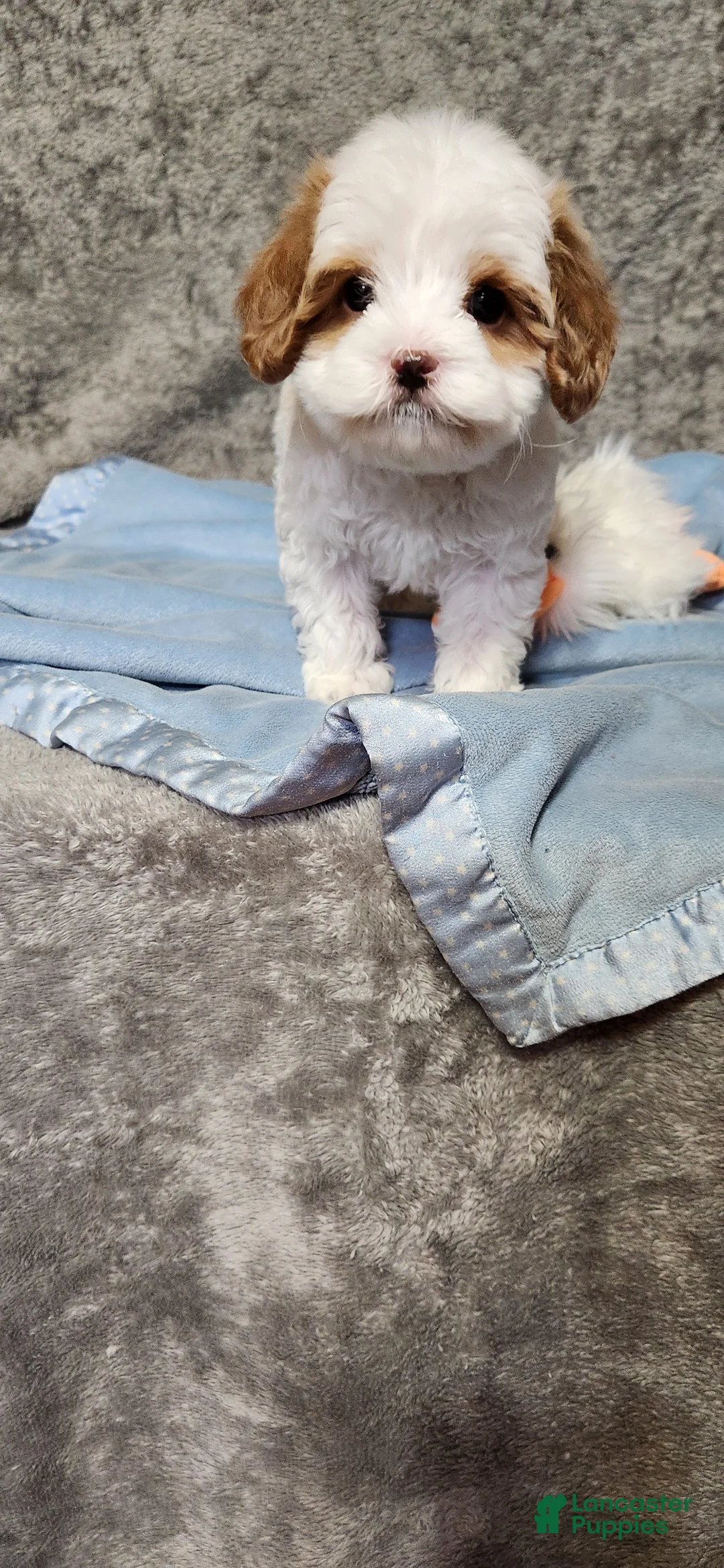 Cavapoo dogs for sale: Bubbles 🫧  - Ad 2