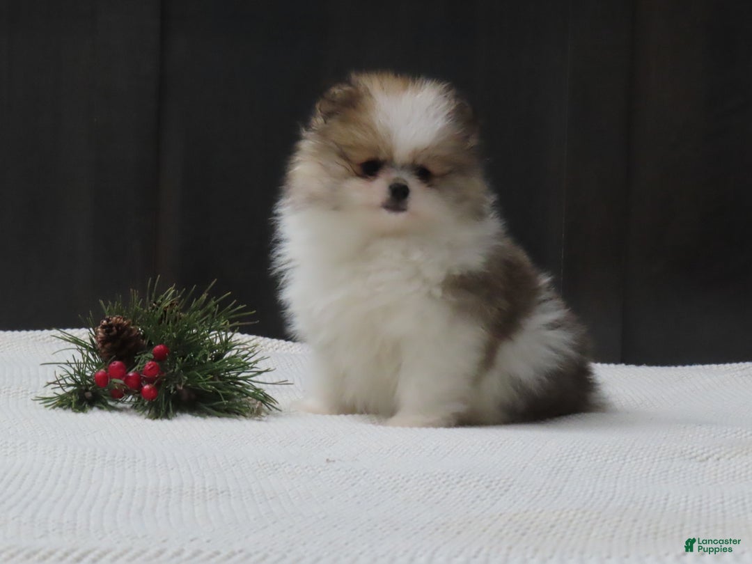 Pomeranian dogs for sale: DASSY - Ad 2