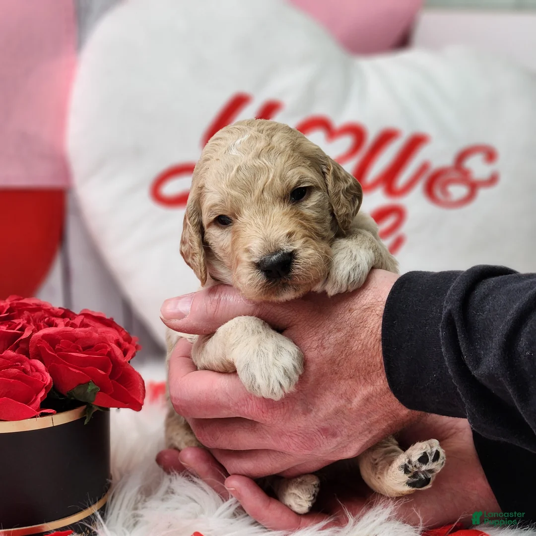 Goldendoodle dogs for sale: Bryce  - Ad 1