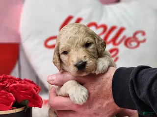 Goldendoodle dogs Bryce - Ad 4