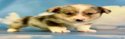 Welsh Corgi Pembroke dogs for sale: Aca Dozer Bluie Merle with full tail fluffy carrier triple clear - Ad 3
