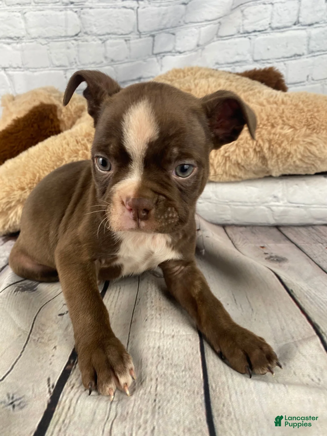 Boston Terrier dogs for sale: Zeus - Ad 2
