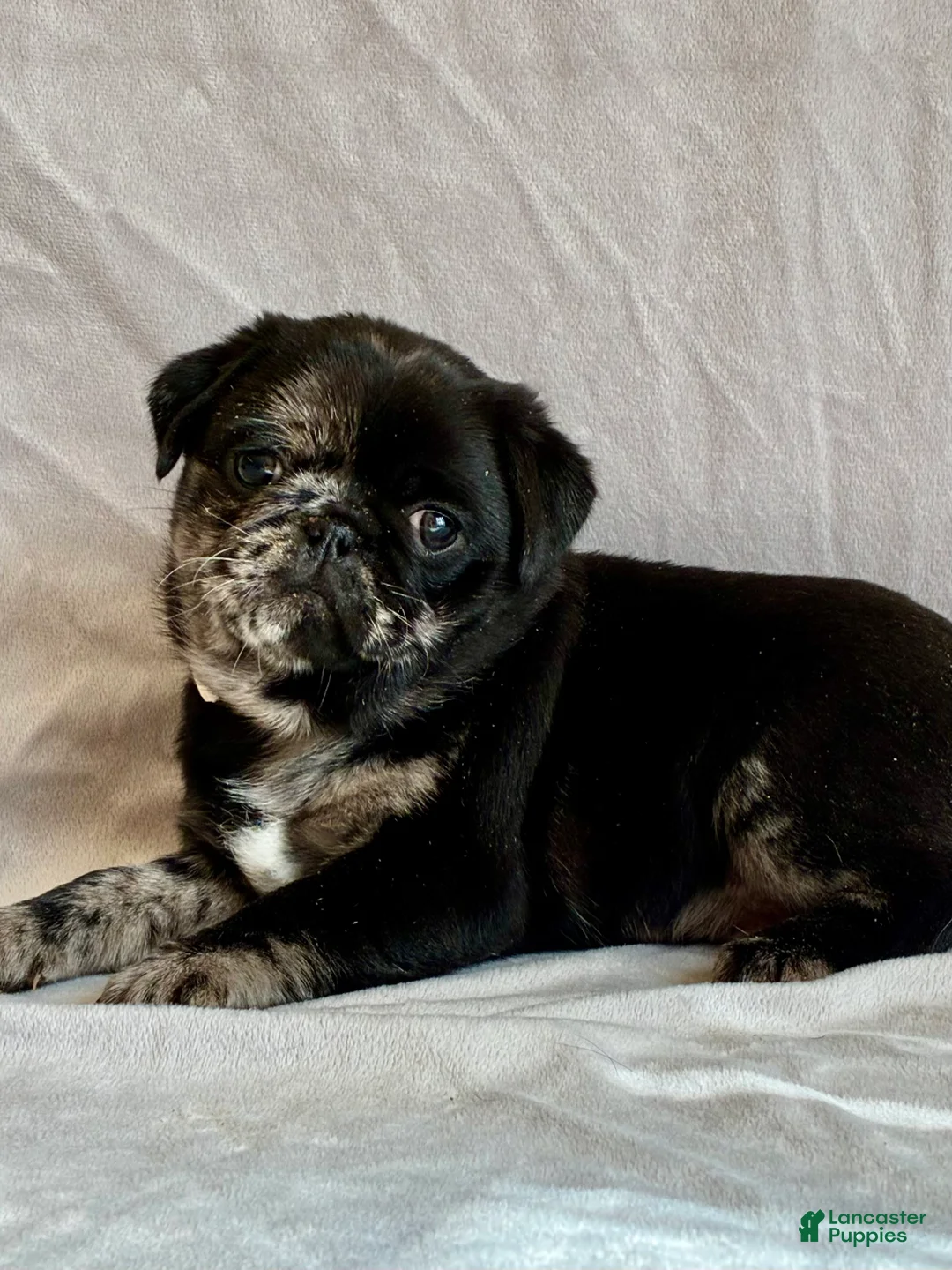Pug dogs for sale: Max - Ad 3