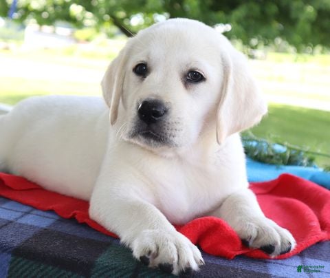 Labrador Retriever dogs Daisy - Champ lines - Ad 1