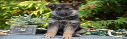 German Shepherd dogs for sale: Lillian - Ad 3