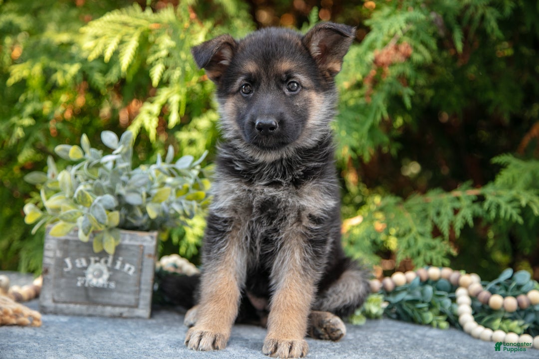 German Shepherd dogs for sale: Lillian - Ad 3