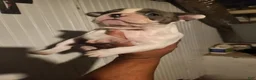 French Bulldog dogs for sale: French Bulldog Girl - Ad 4