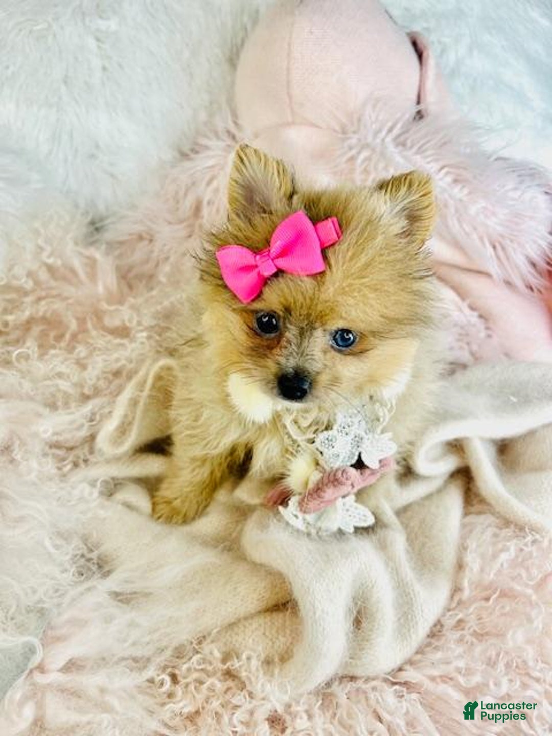 Pomeranian dogs for sale: Pomeranian Puppy 1 - Ad 5