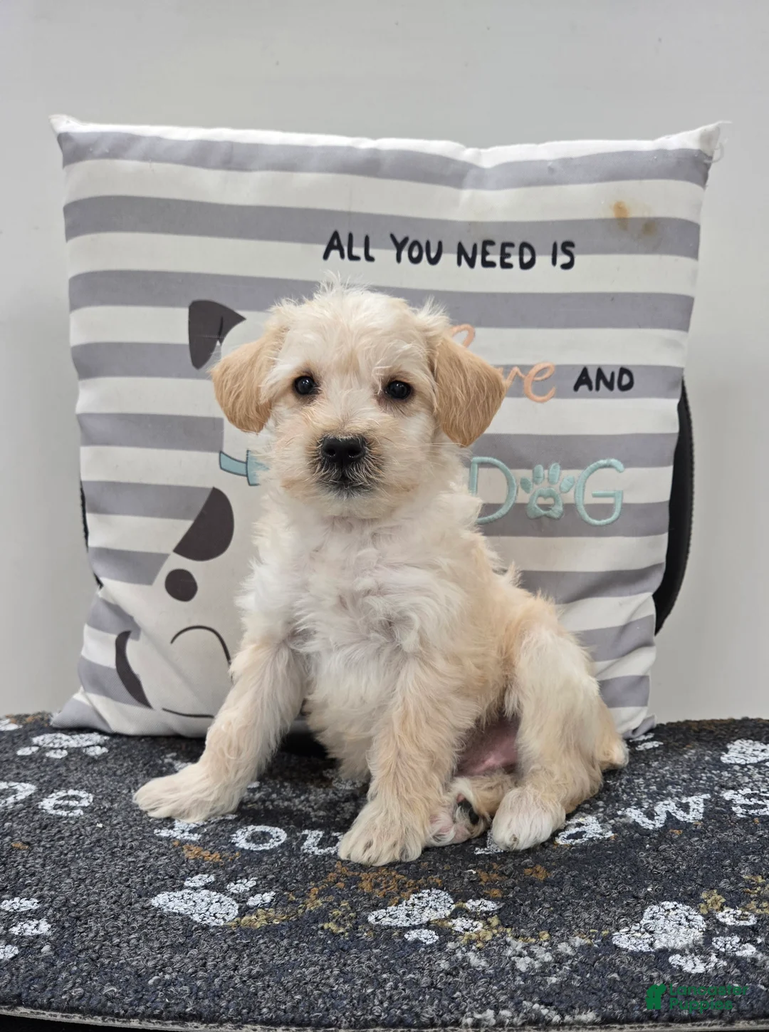 Schnoodle dogs for sale: Dewey - Ad 1