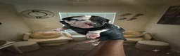 Great Dane dogs for sale: Rhythm & Soul’s Painted Kehlani - Ad 4