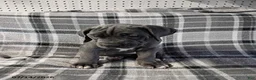 Cane Corso dogs for sale: Zemba - Ad 7