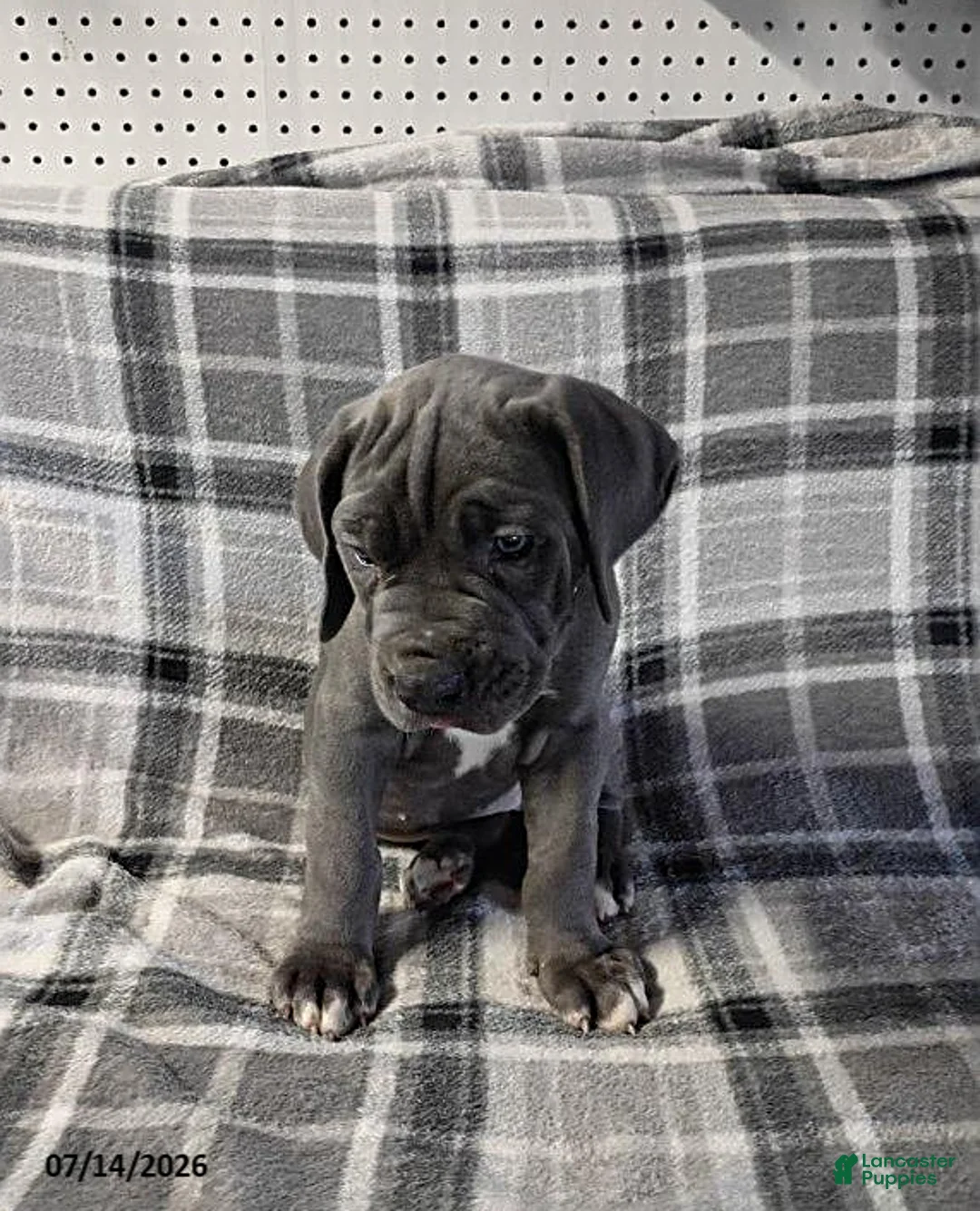 Cane Corso dogs for sale: Zemba - Ad 7