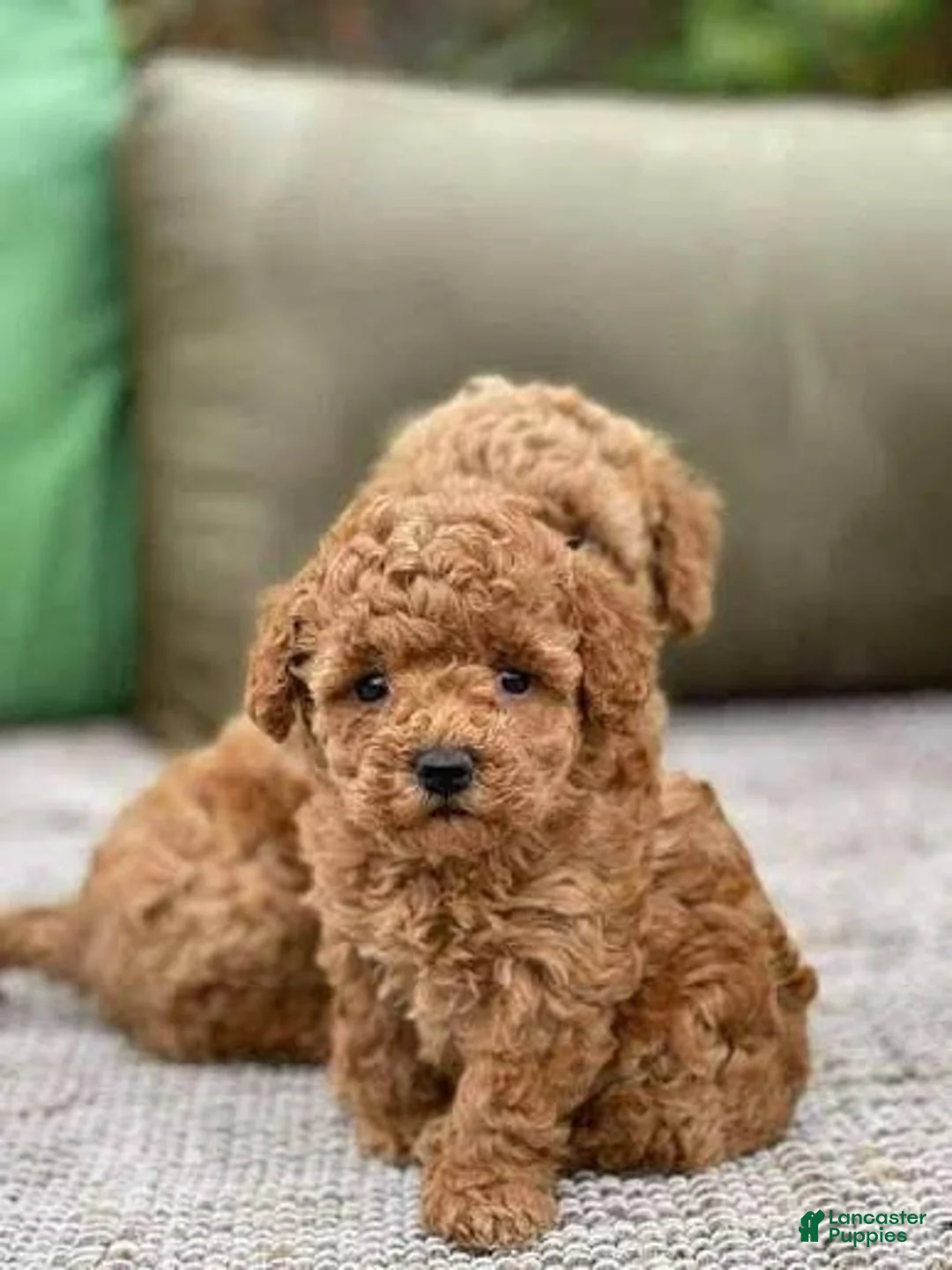 Toy Poodle dogs for sale: Kayla - Ad 1