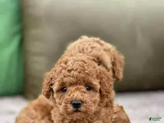 Toy Poodle dogs Kayla - Ad 35