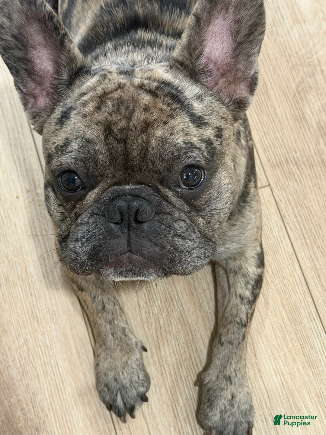 French Bulldog dogs for stud: Bubba  - Ad 1