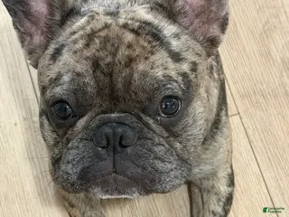 French Bulldog dogs Bubba - Ad 2