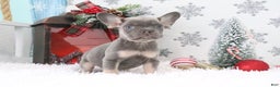 French Bulldog dogs for sale: Jimmy - Ad 3