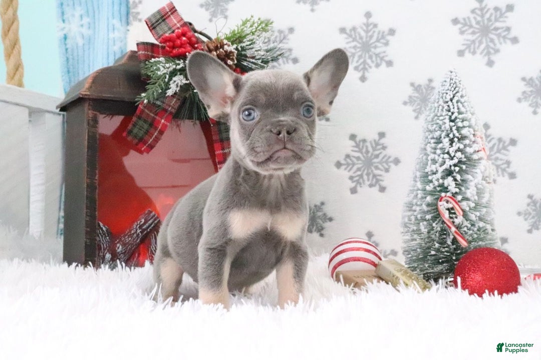 French Bulldog dogs for sale: Jimmy - Ad 3
