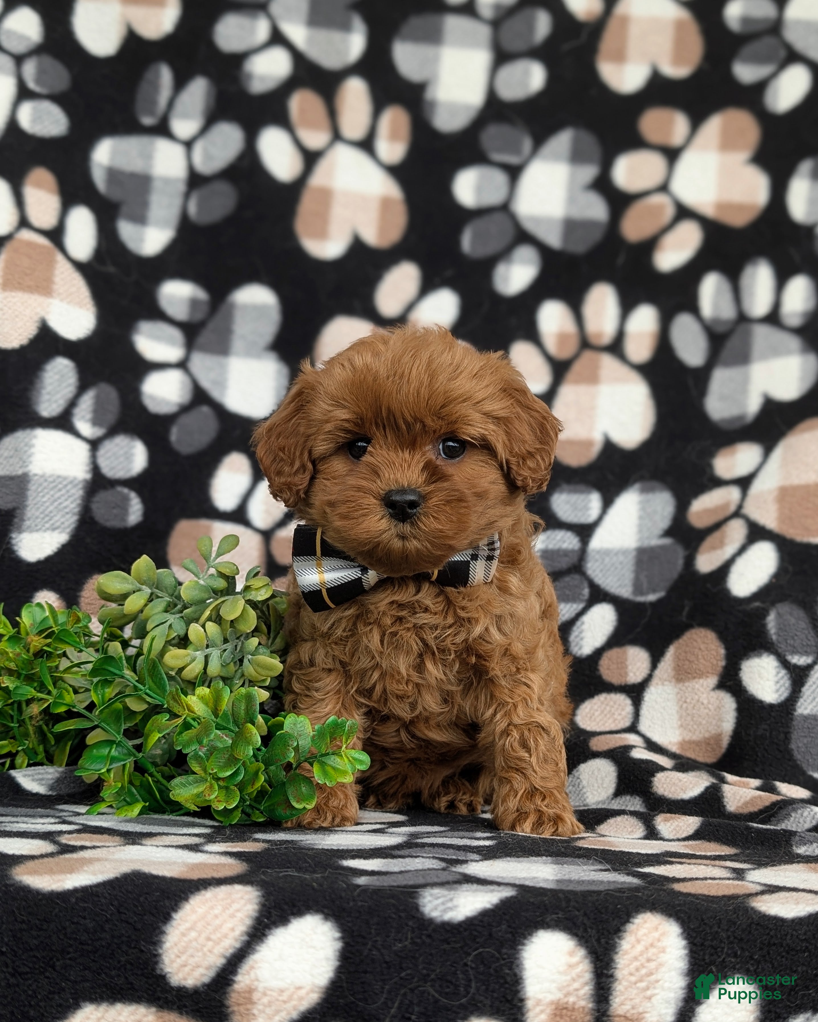 Cavapoo dogs Harrington Hypoallergenic - Ad 1