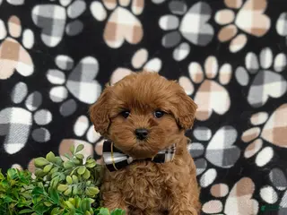 Cavapoo dogs for sale: Harrington Hypoallergenic - Ad 1
