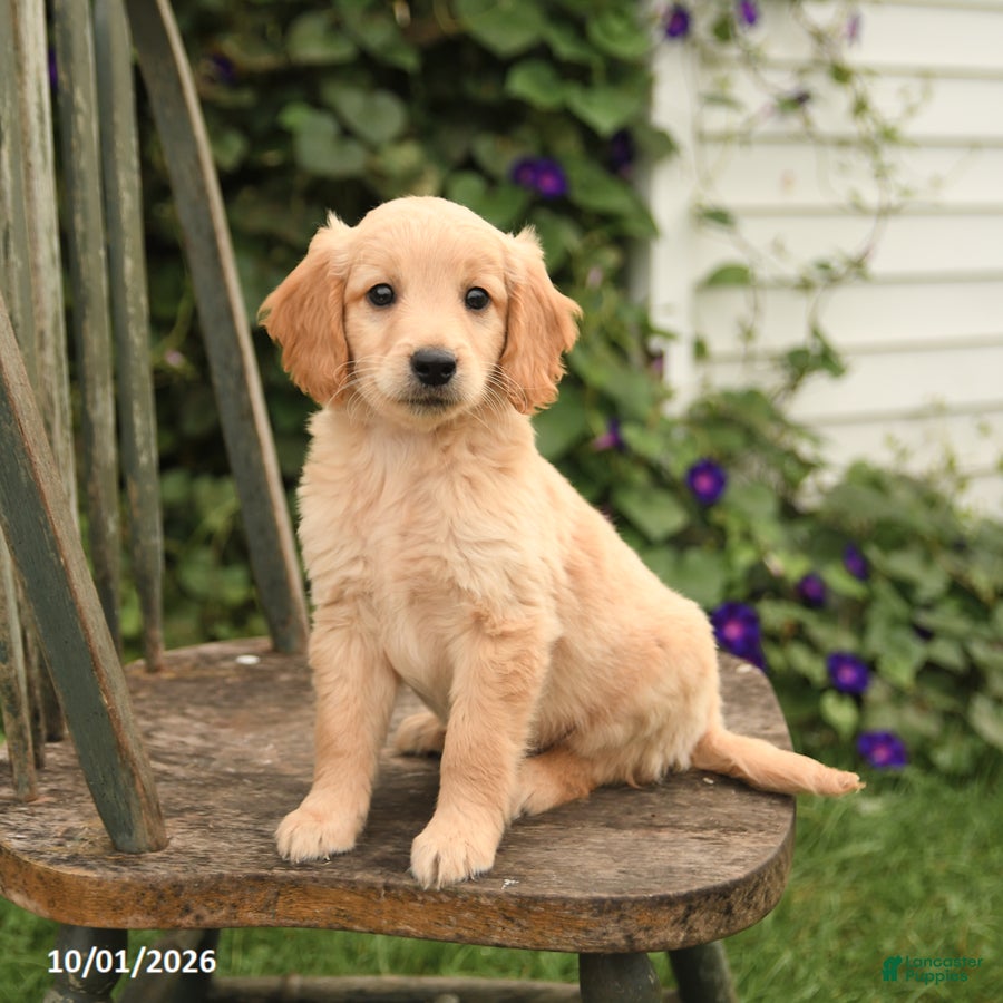 Mini Goldendoodle dogs Dexter - Ad 2