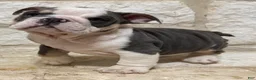 English Bulldog dogs for sale: Yoda - Ad 9