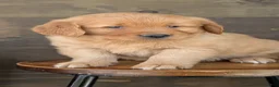 Golden Retriever dogs for sale: Tyson - Ad 6